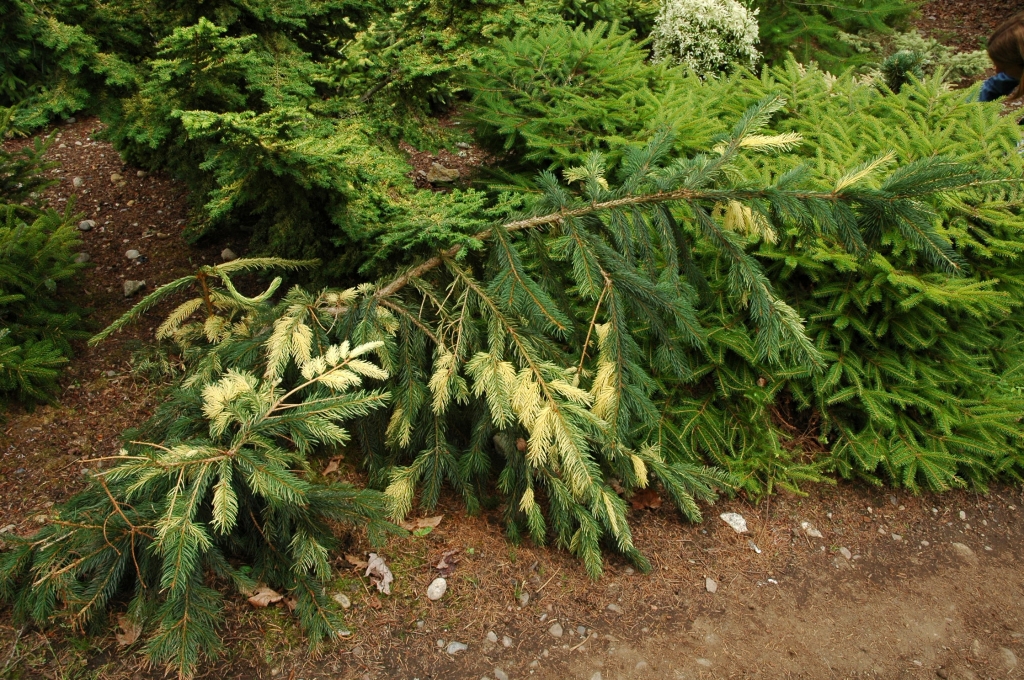Picea abies 