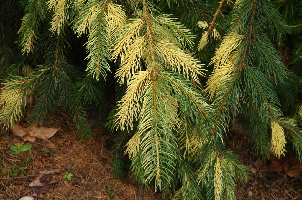 Picea abies 