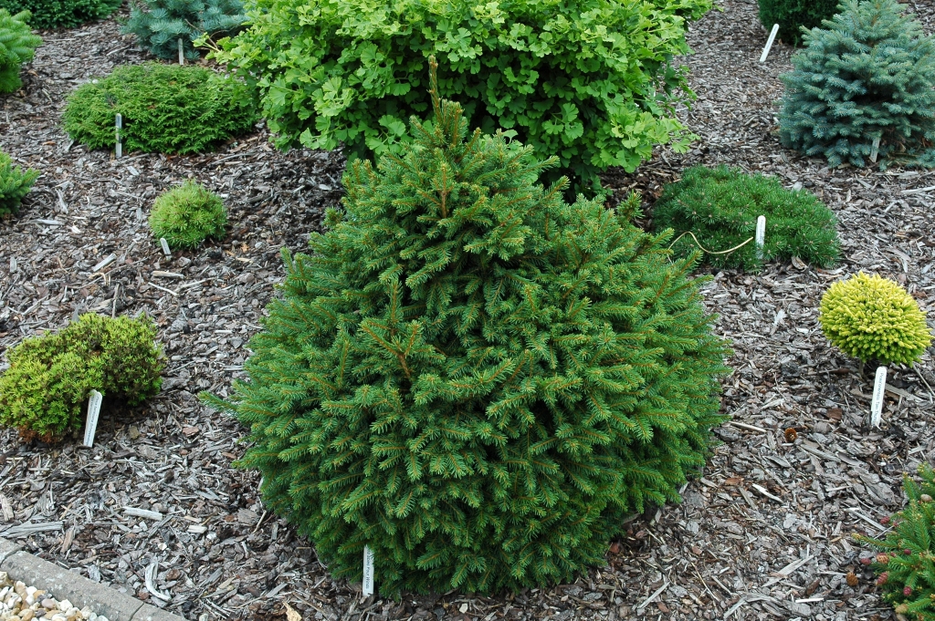 Picea abies 