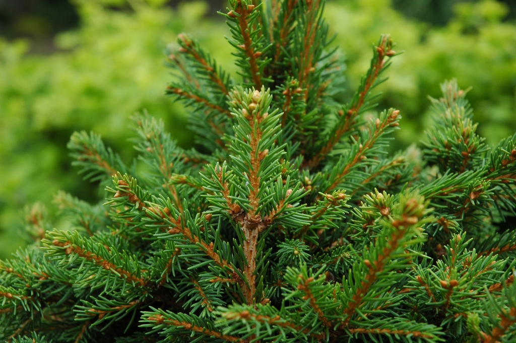 Picea abies 
