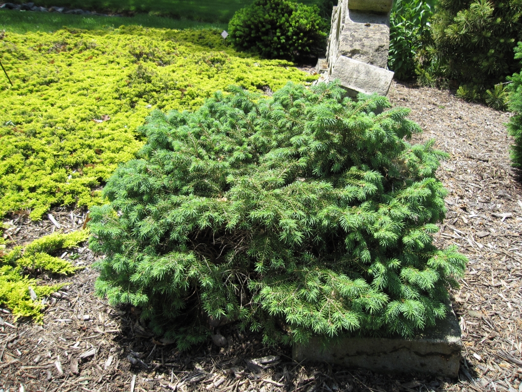 Picea abies 