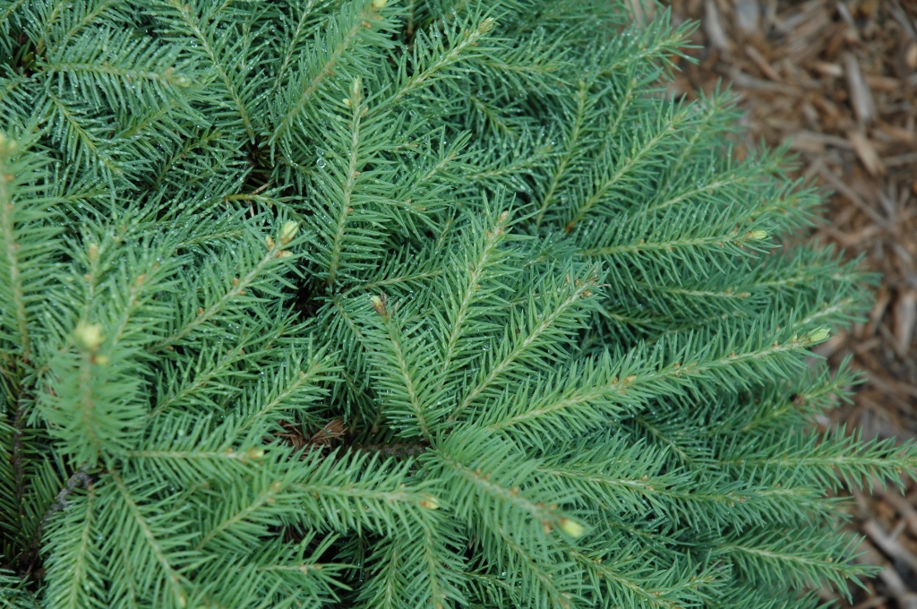 Picea abies 