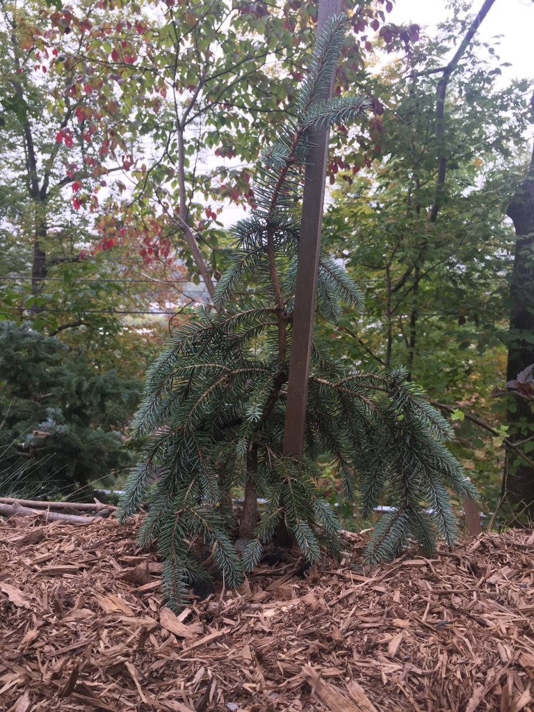 Picea pungens 