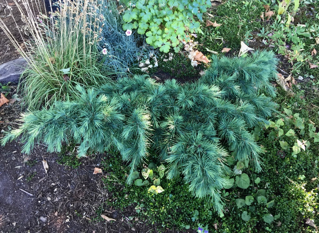 Cedrus libani 