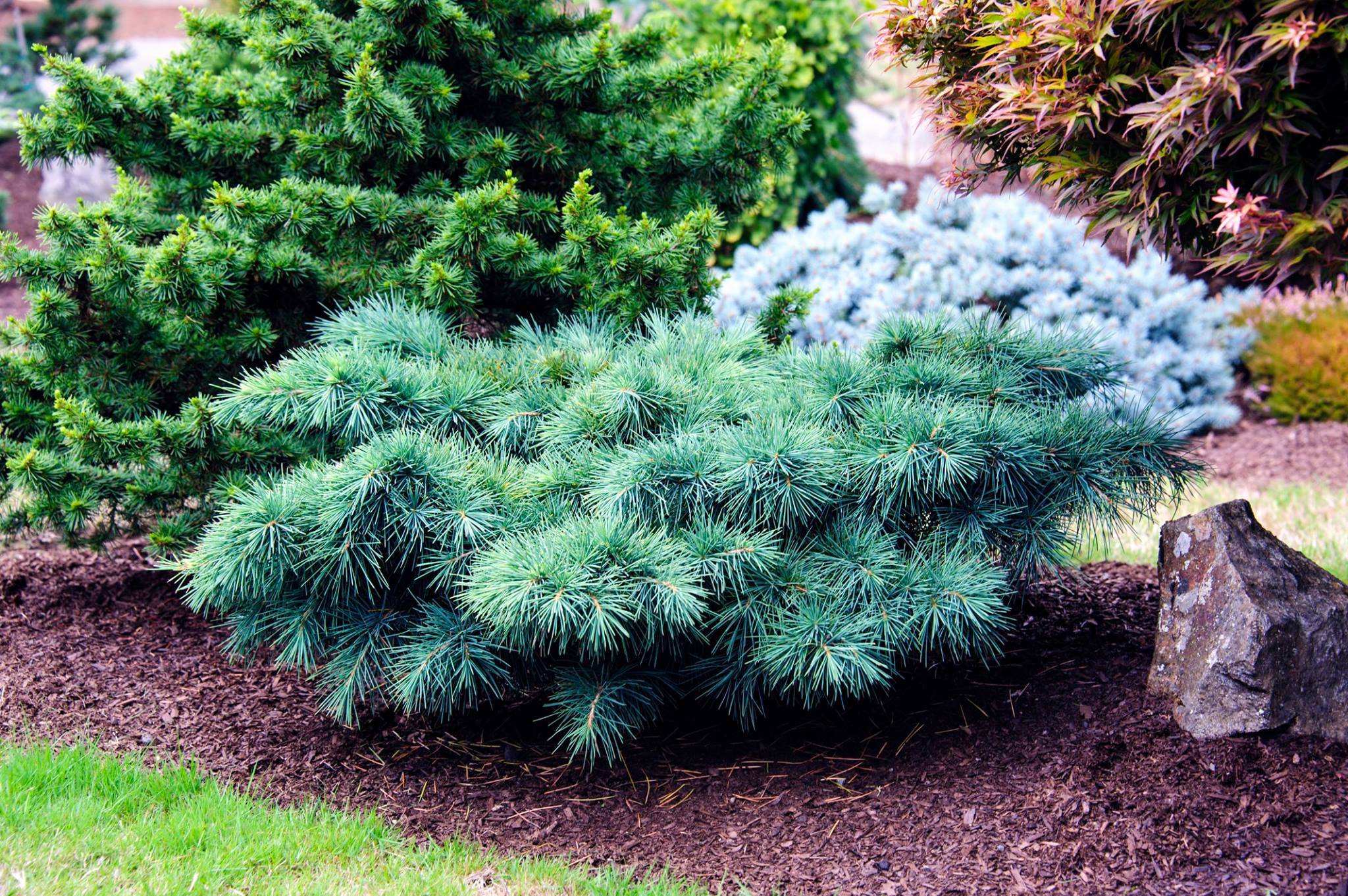 Cedrus libani 