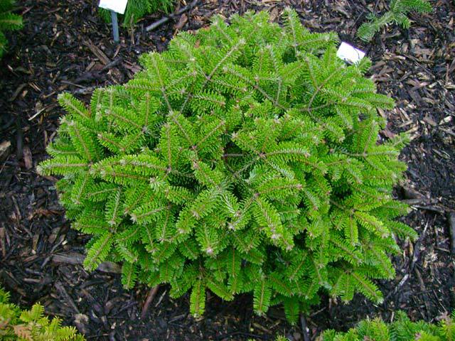 Abies nordmanniana 