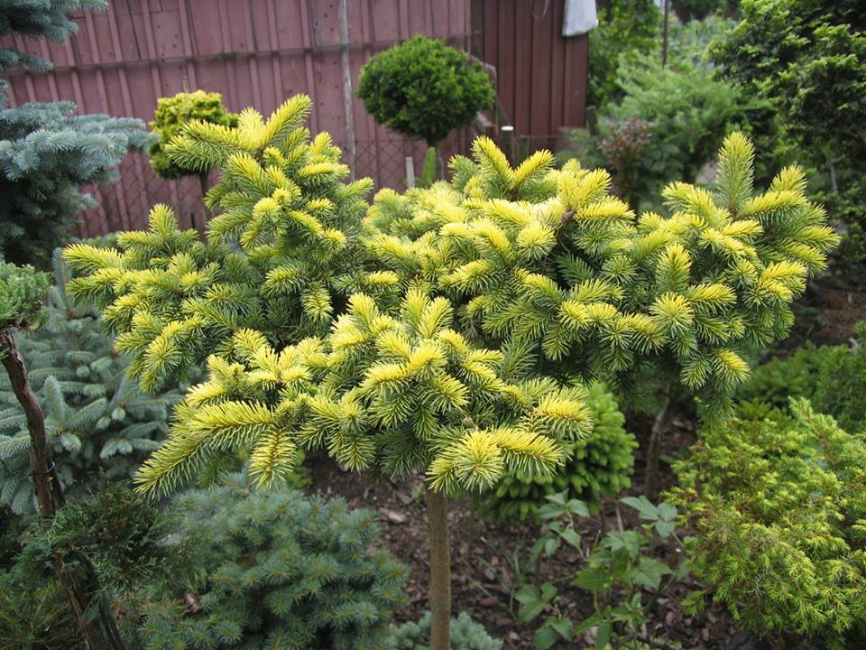 Picea pungens 