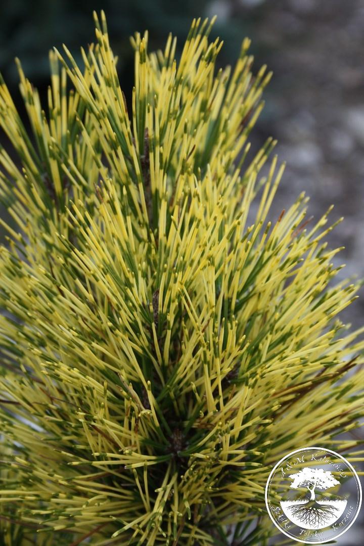 Pinus densiflora 