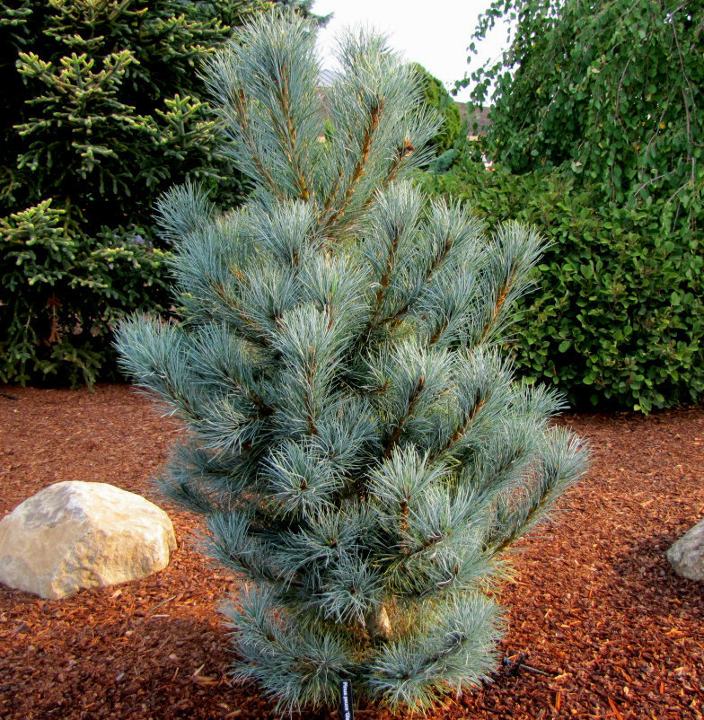 Conifer Database Pacific Blue