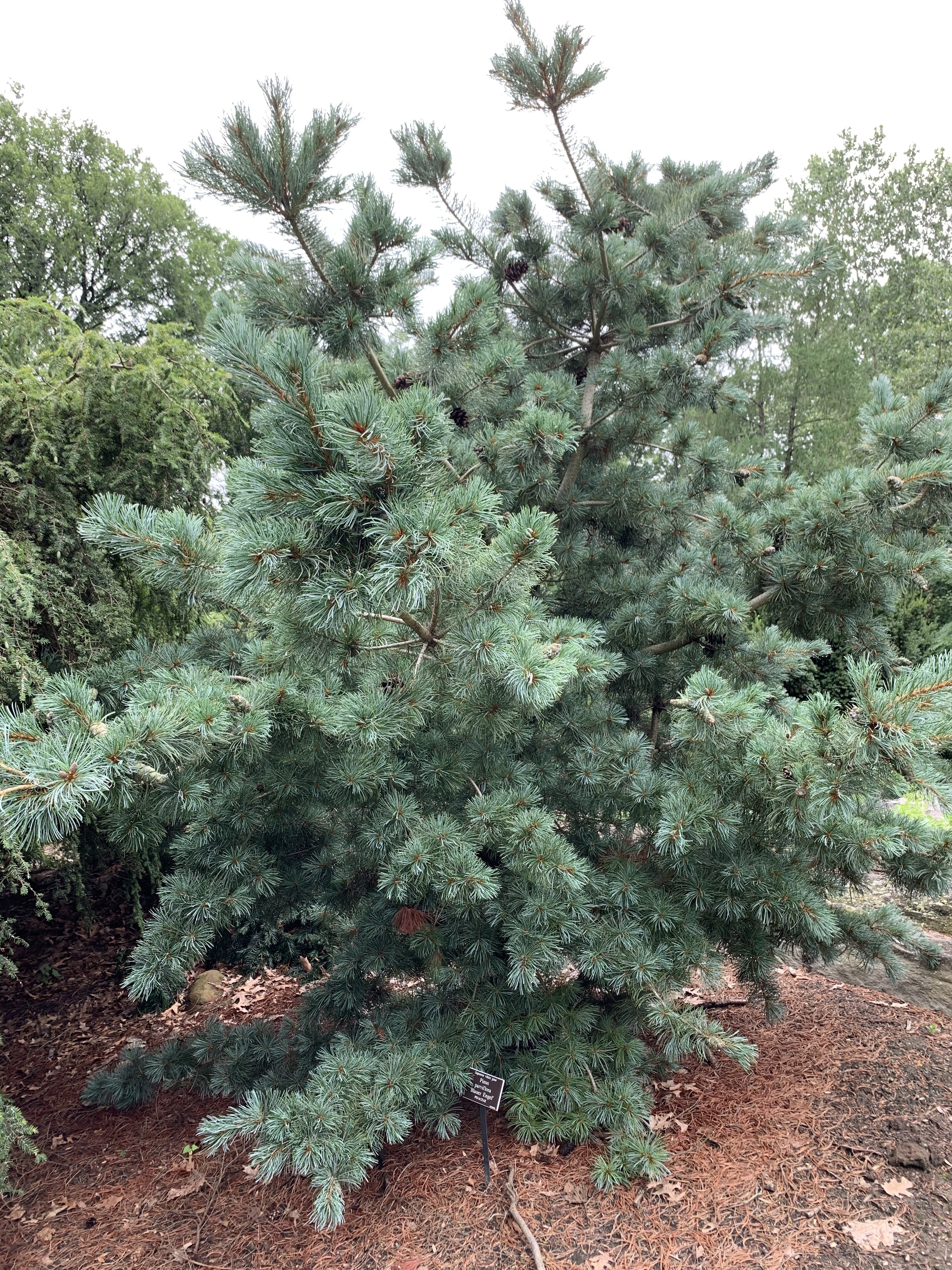 Pinus parviflora 