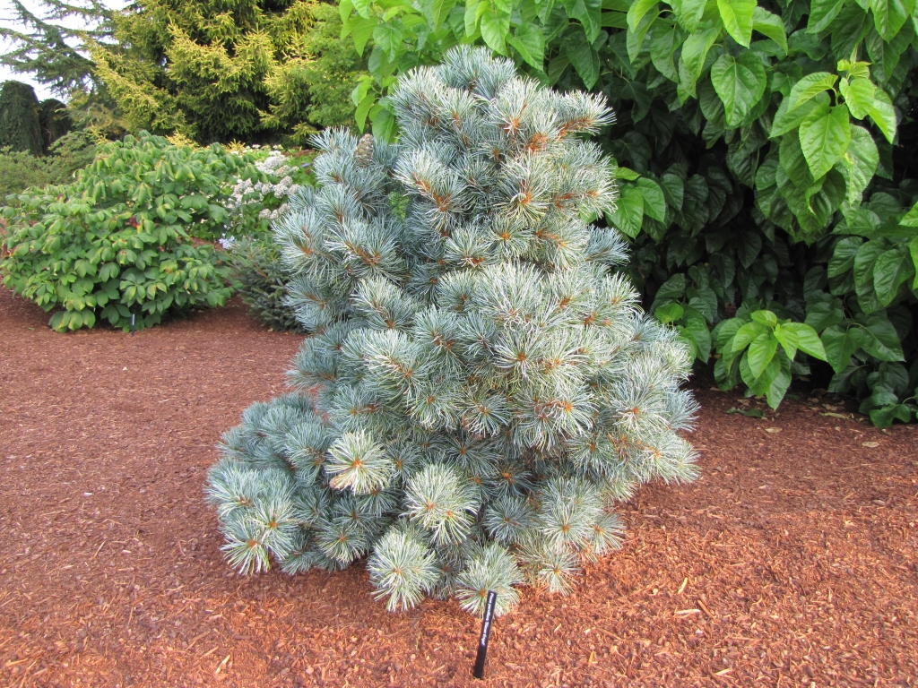 Pinus parviflora 