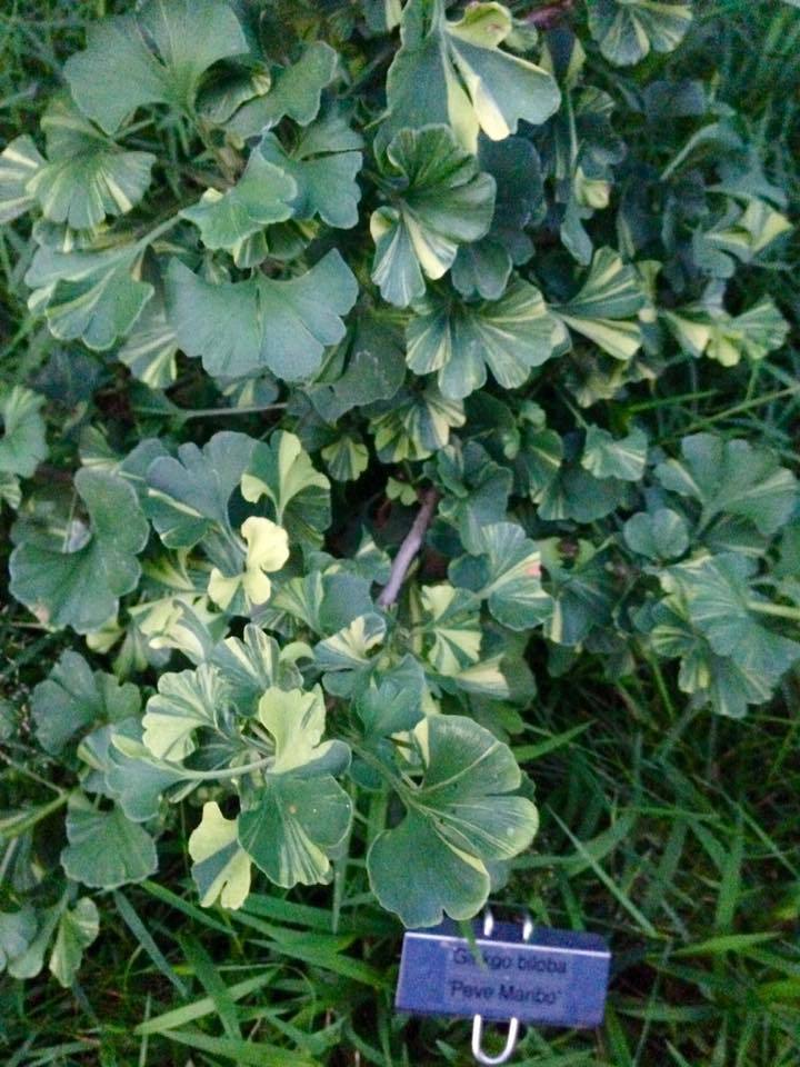 Ginkgo biloba 