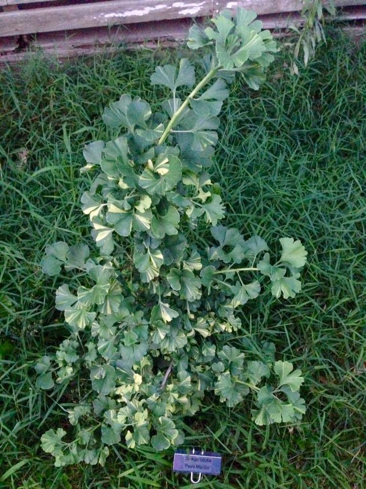 Ginkgo biloba 