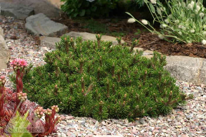 Pinus mugo 