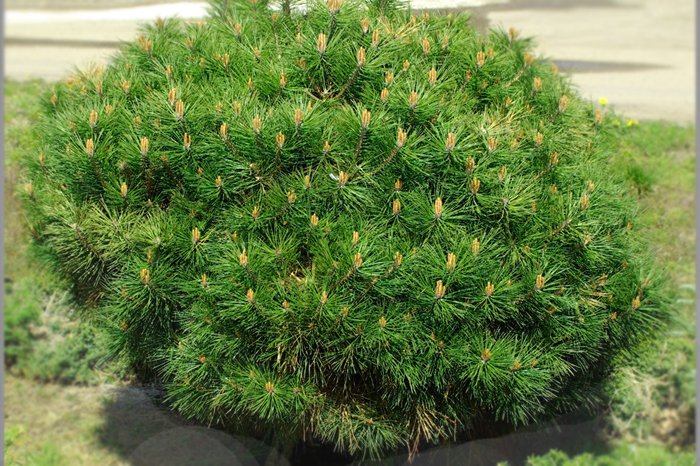 Pinus densiflora x nigra