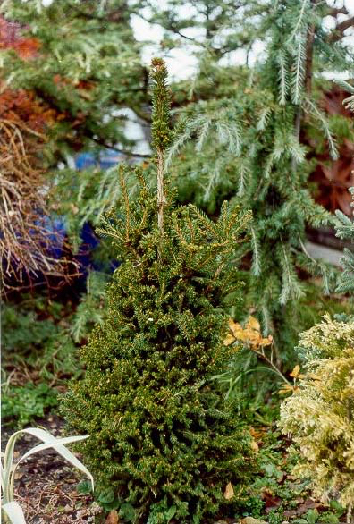 Picea abies 