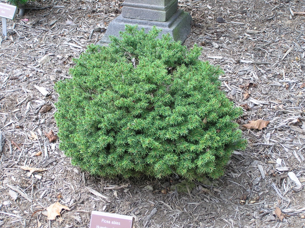 Picea abies 