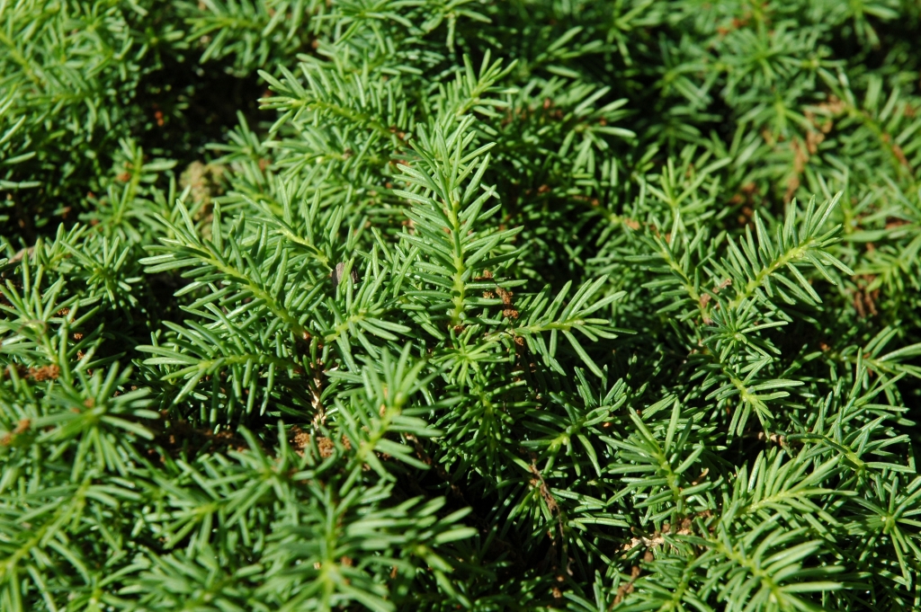 Picea abies 