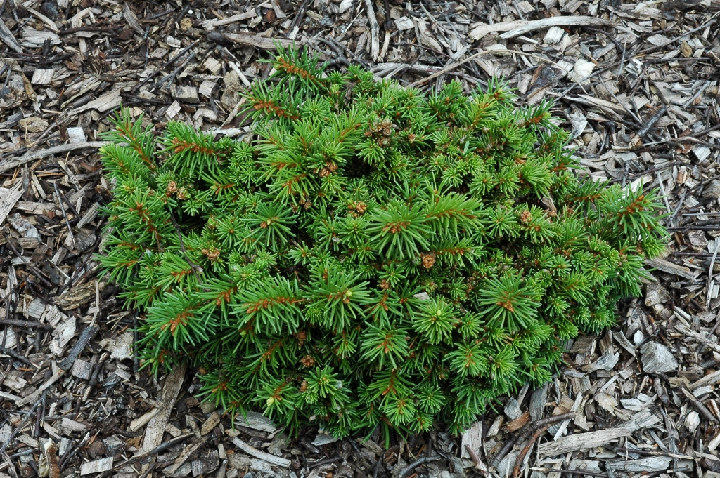 Picea abies 