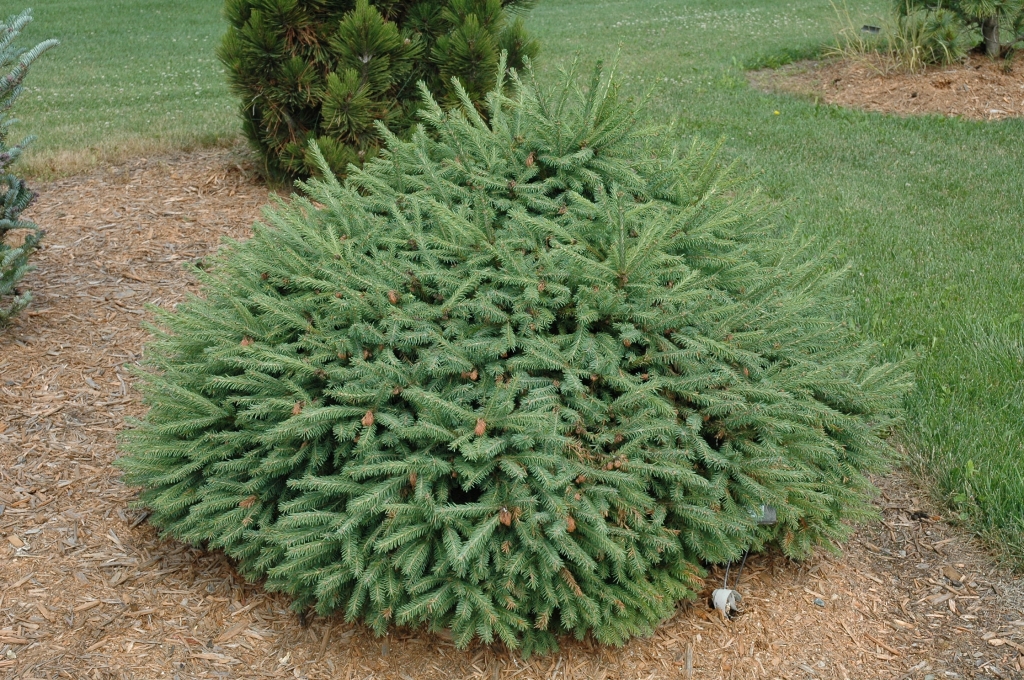 Picea abies 
