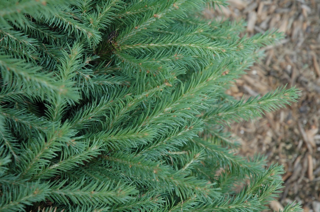 Picea abies 