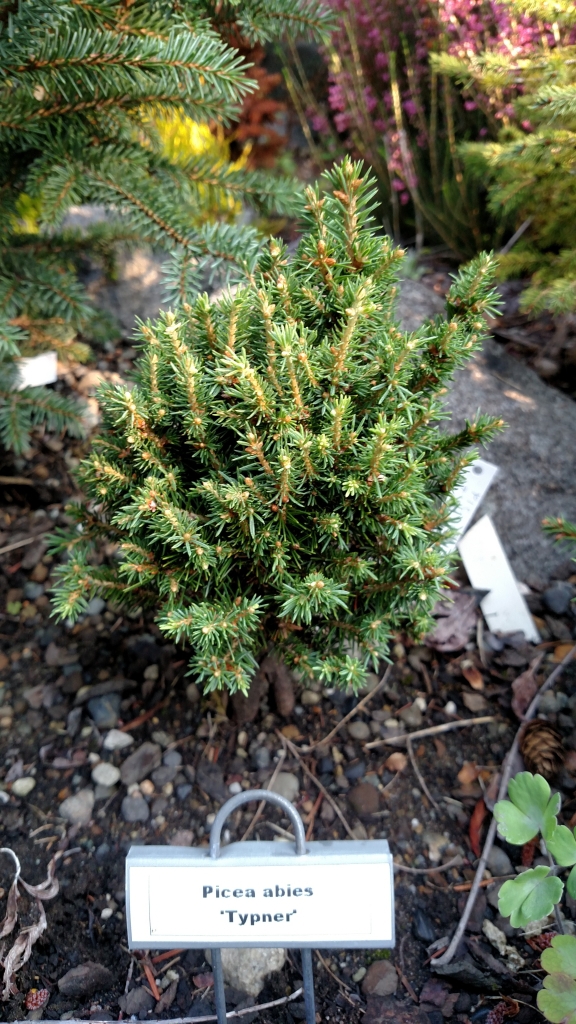 Picea abies 