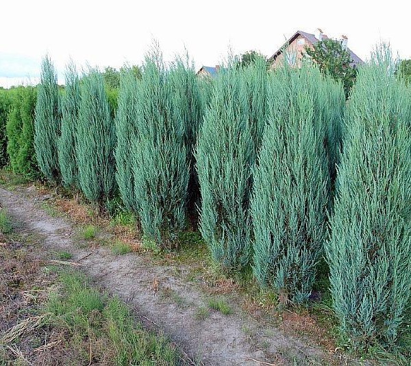 Juniperus scopulorum 