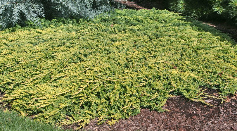 Juniperus horizontalis 
