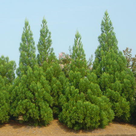Cryptomeria japonica 