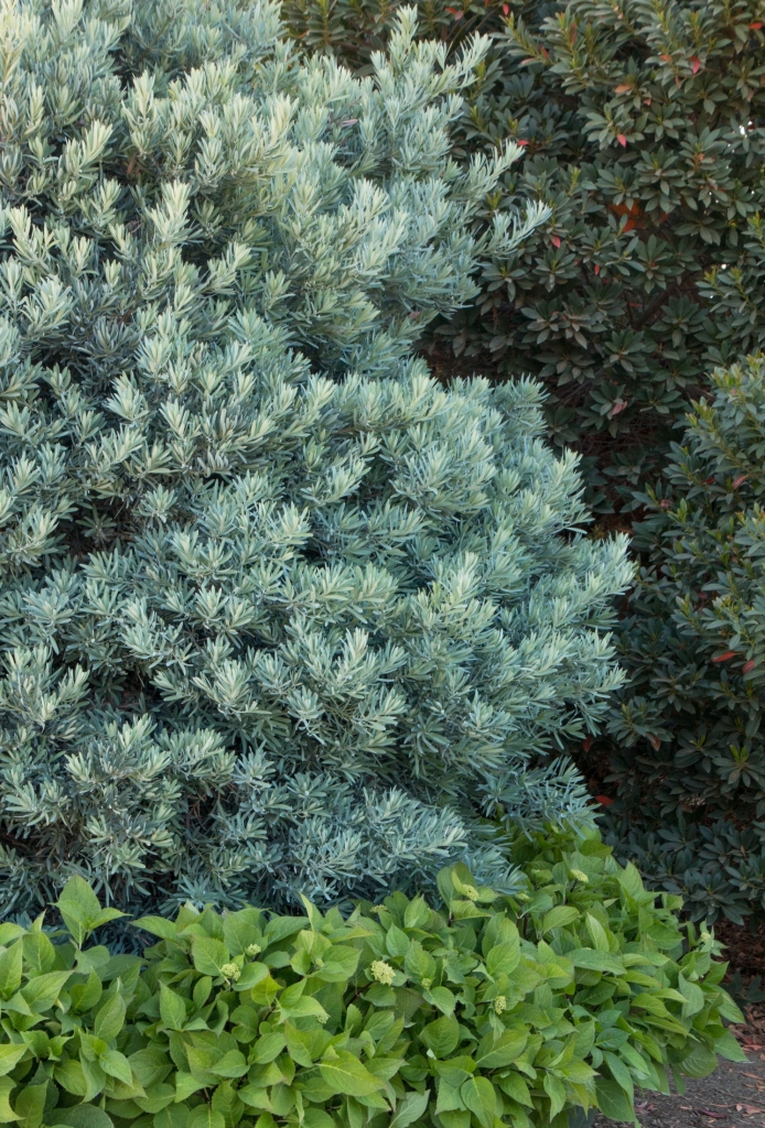 Podocarpus elongatus 