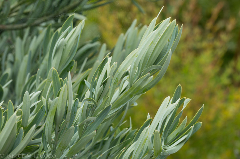 Podocarpus elongatus 