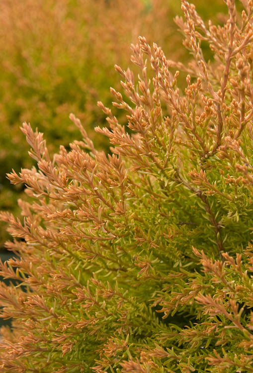 Thuja occidentalis 