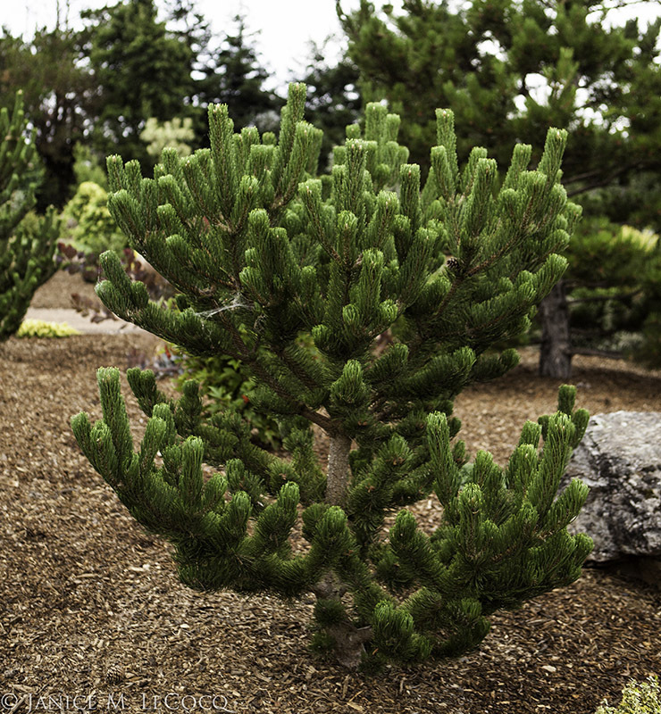 Pinus nigra 