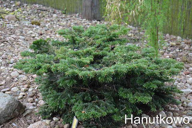 Abies nordmanniana 