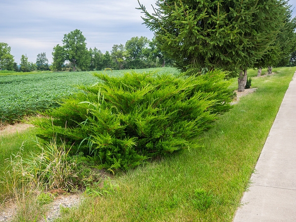 Juniperus × pfitzeriana 