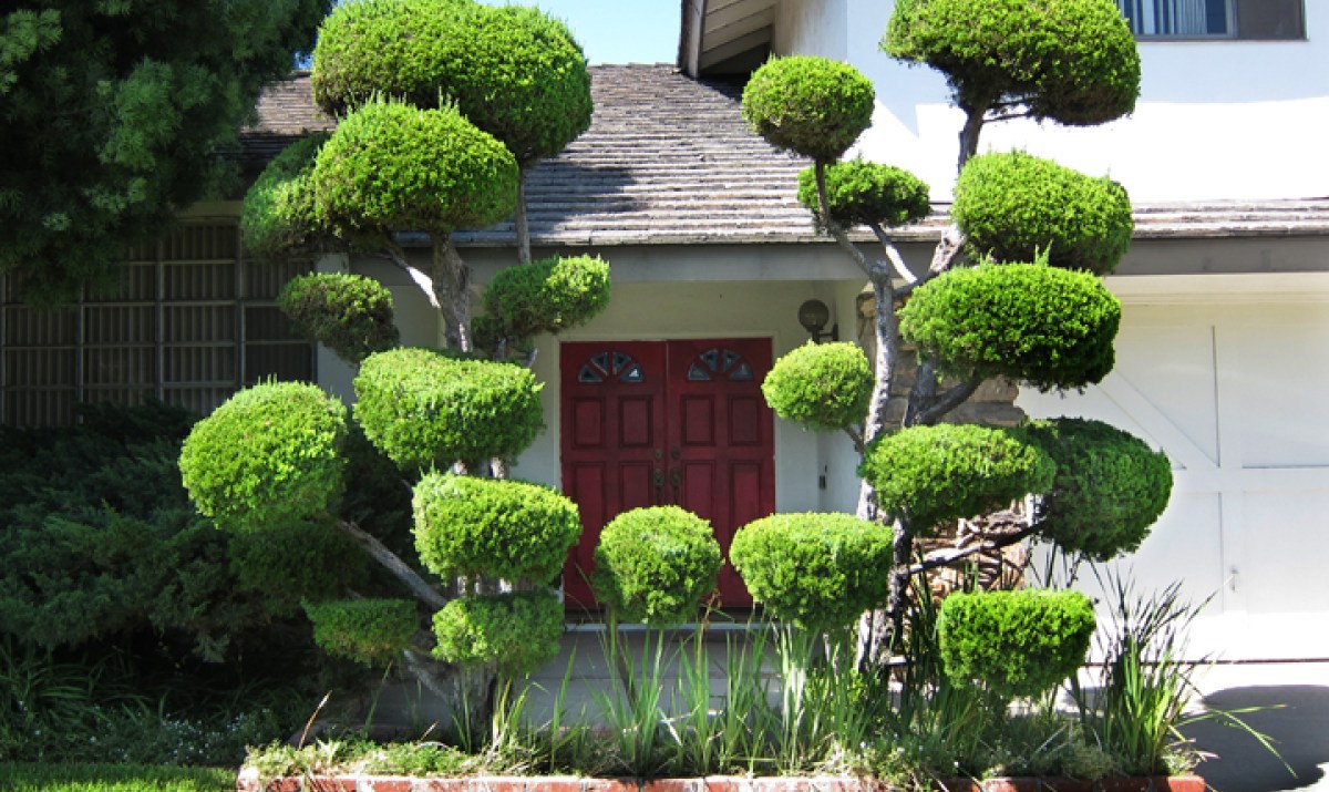 Juniperus × pfitzeriana 