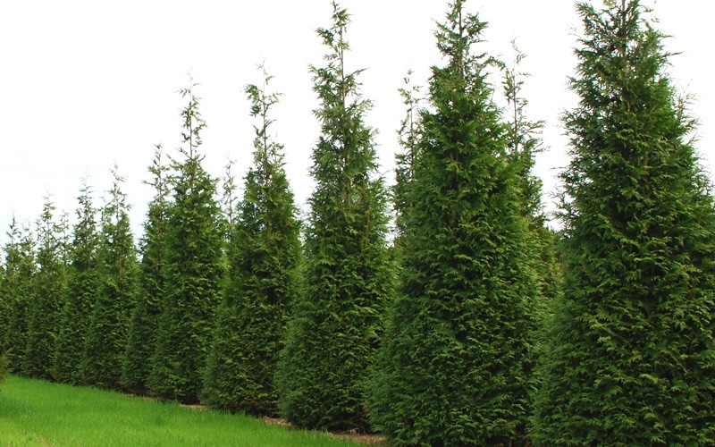 Thuja standishii x plicata 