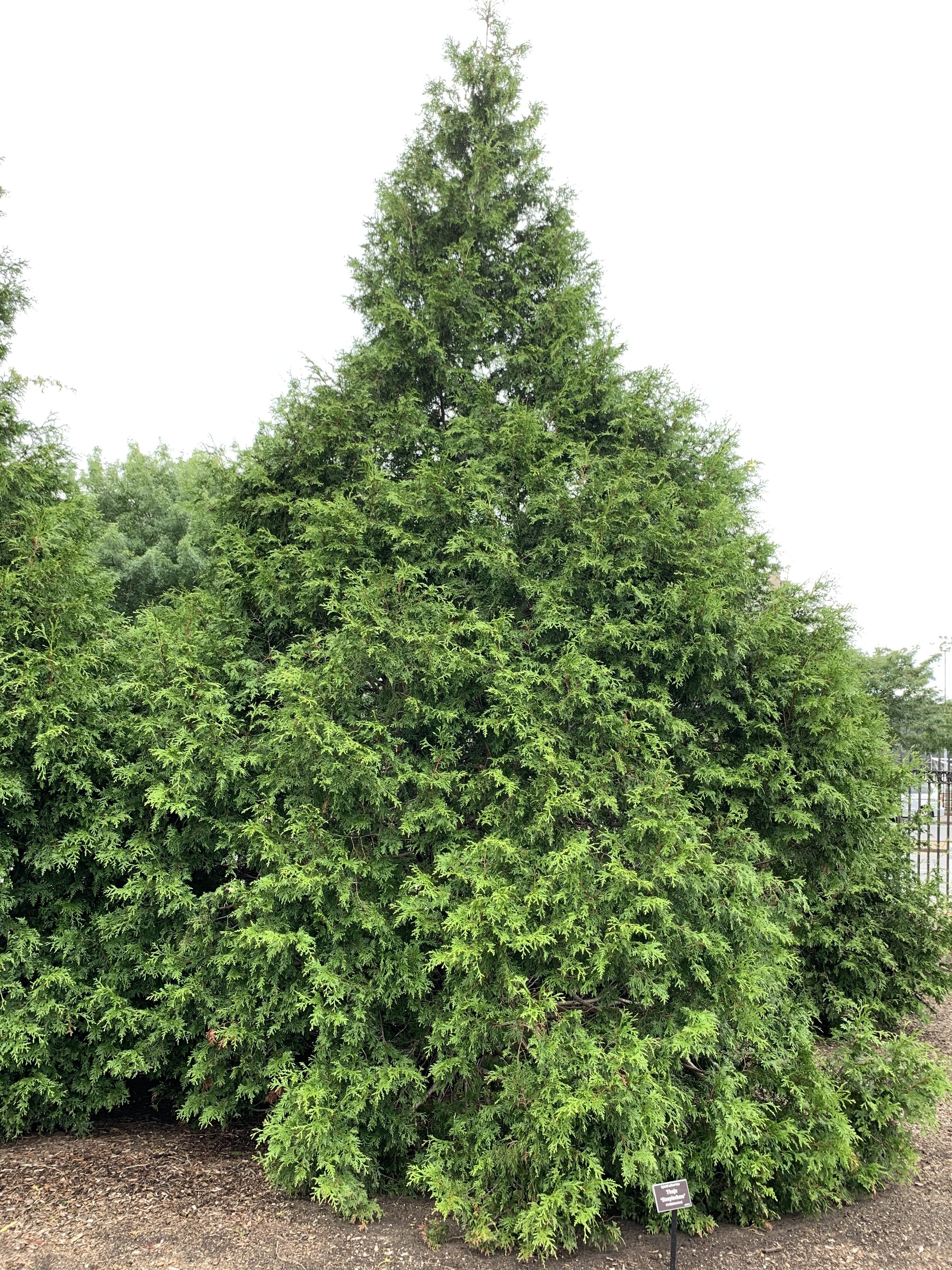 Thuja standishii x plicata 
