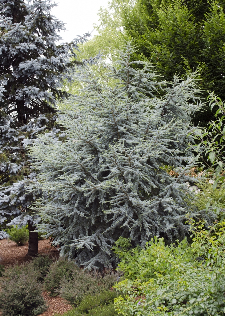 Cedrus atlantica 