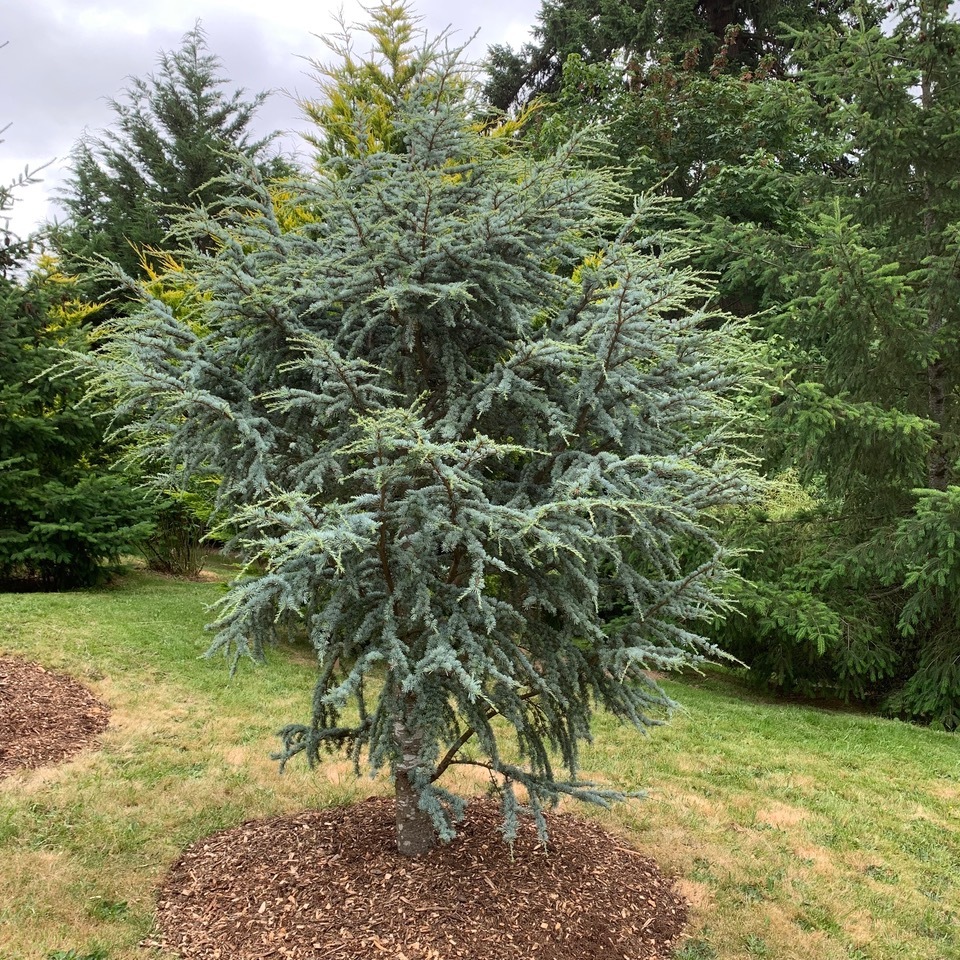 Cedrus atlantica 