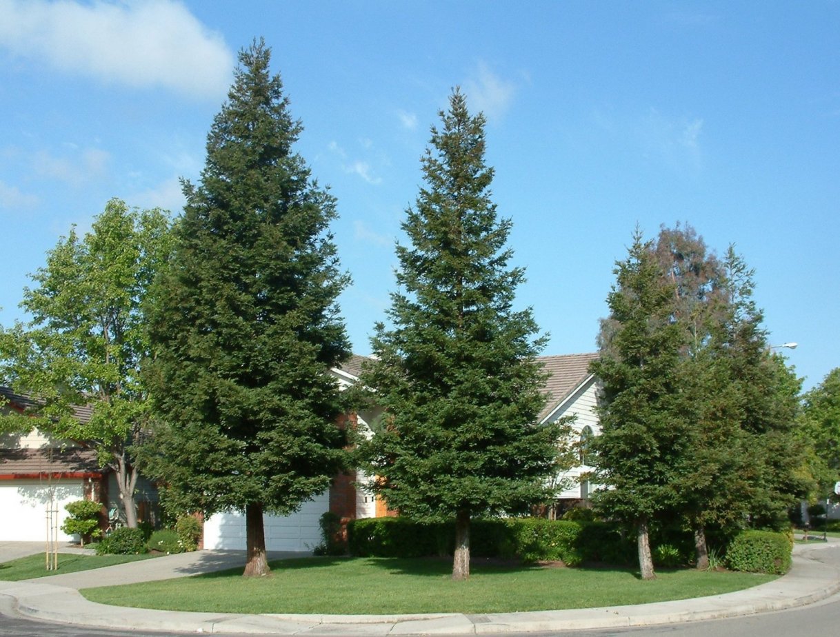 Sequoia sempervirens 