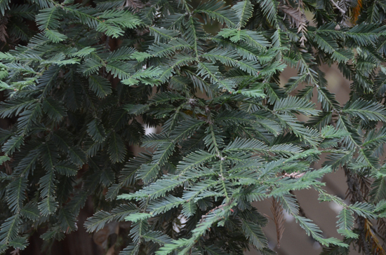 Sequoia sempervirens 