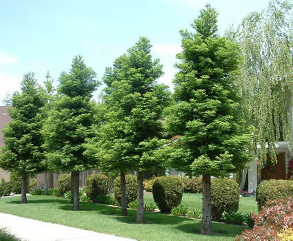 Sequoia sempervirens 