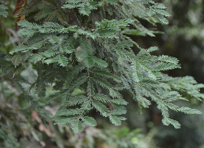 Sequoia sempervirens 