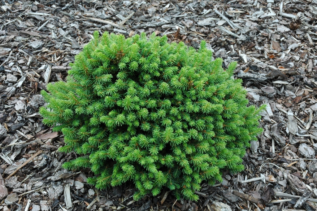 Picea abies 