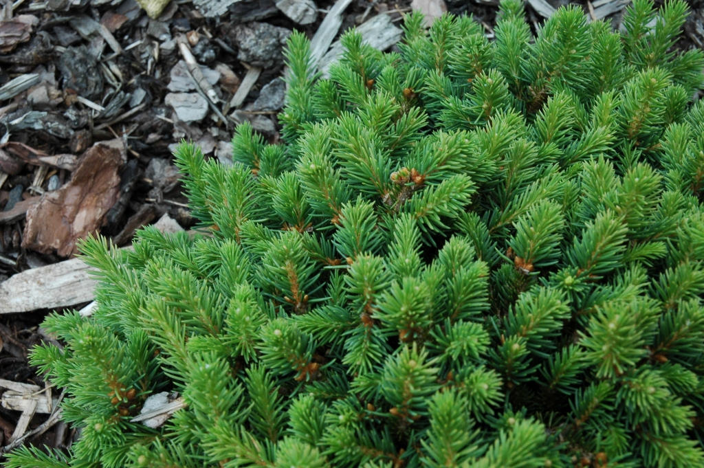 Picea abies 