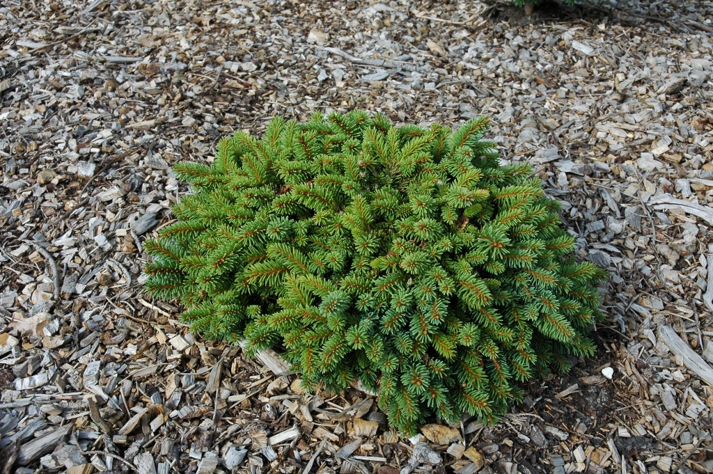 Picea abies 