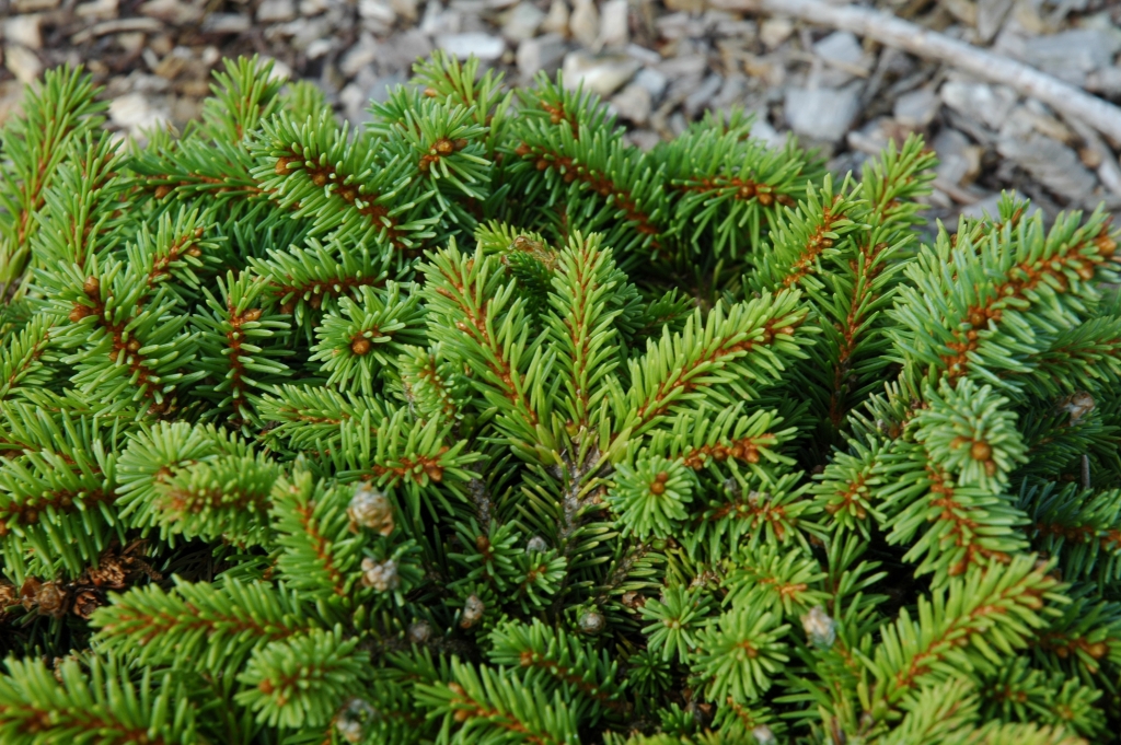 Picea abies 