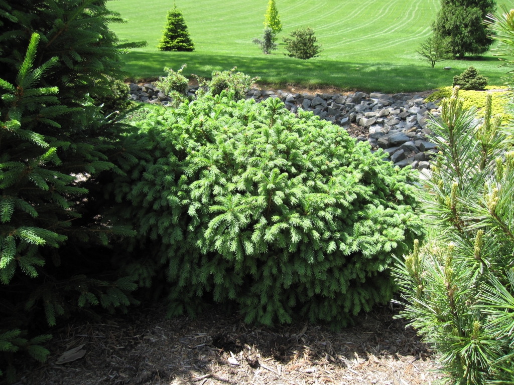 Picea abies 