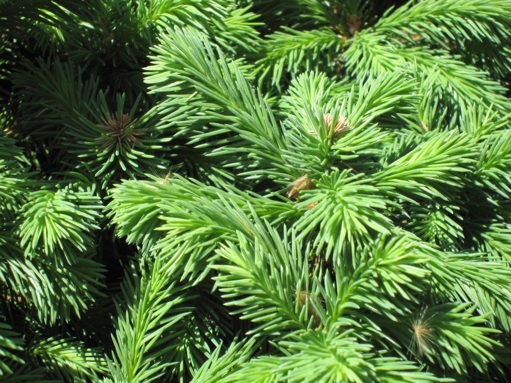 Picea abies 